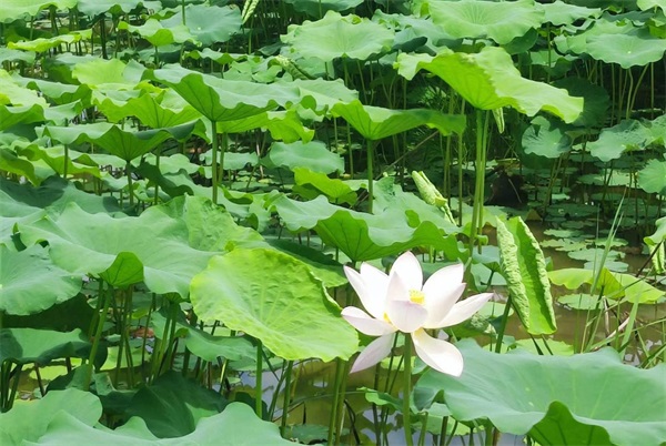 202307171250206627.jpg 图片4.jpg